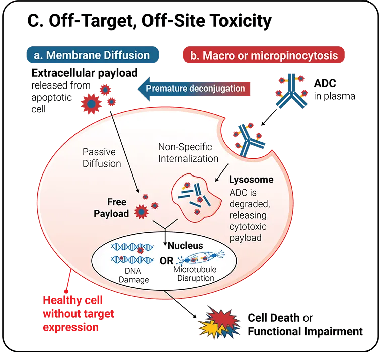 NJ Bio, Inc. — Recent Advances in ADCs