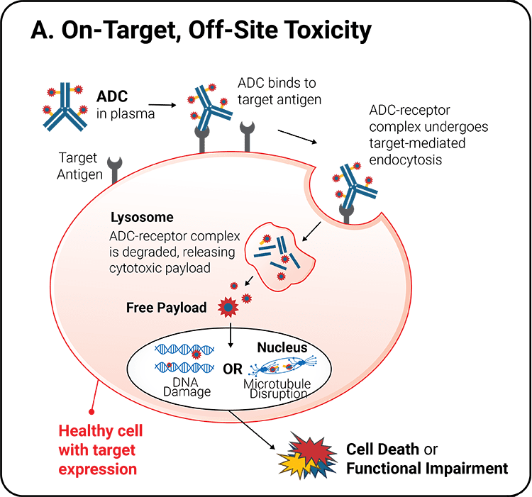NJ Bio, Inc. — Recent Advances in ADCs