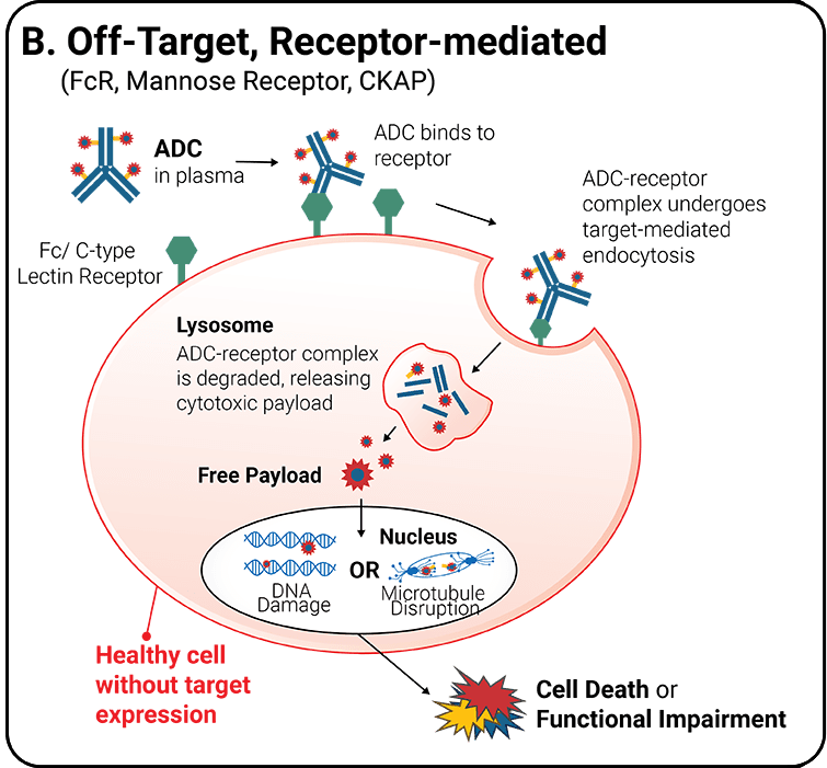 NJ Bio, Inc.  Recent Advances in ADCs