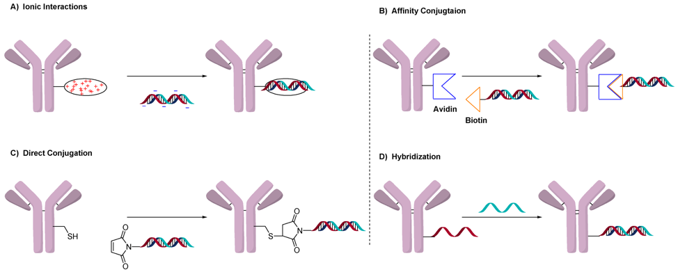 Examples of Antibody Oligonucleotide Conjugates  