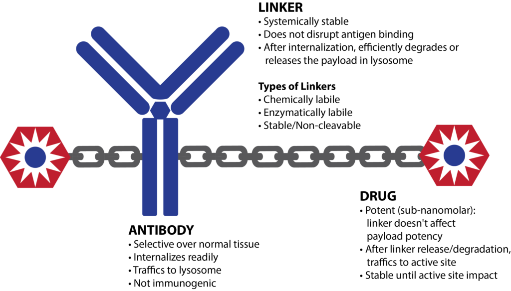 Antibody-oligonucleotide conjugates (AOCs) —A new wave of drug conjugates