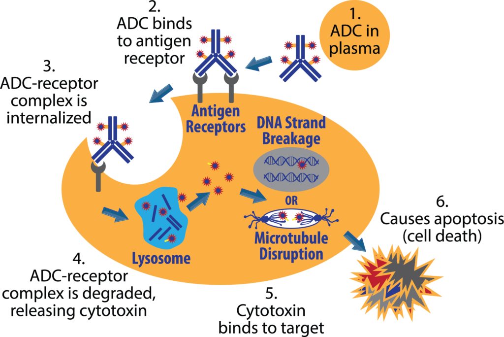 Internalization and mechanism of action of Antibody Drug Conjugates:  Internalization of the ADC, lysosome formation, and lysosomal degradation of the ADC to free toxins or drugs are shown in this art