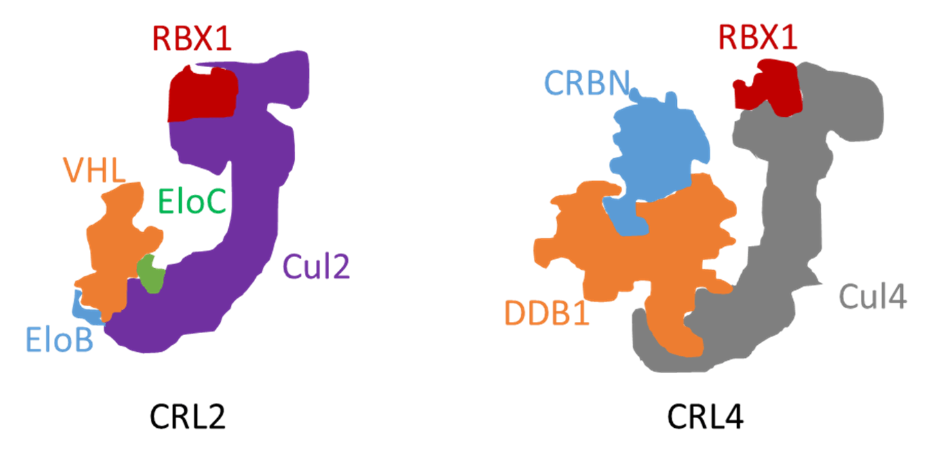 Depiction of Cullin-Ring E3 Ubiquitin Ligases (CRL) for the common VHL and CRBN type TPDs.
