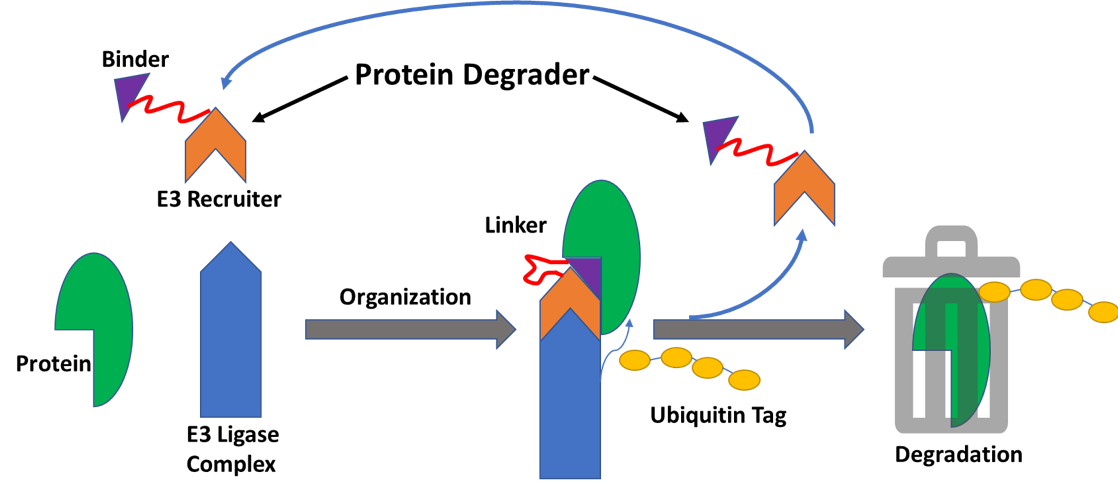 Mechanism of Targeted Protein Degradation