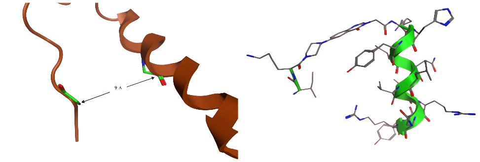 BioNMR Structures of Peptides