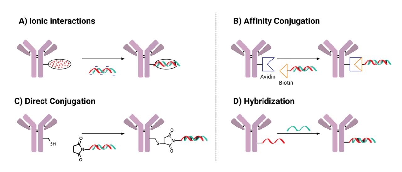 NJ Bio, Inc. — Bioconjugation Services