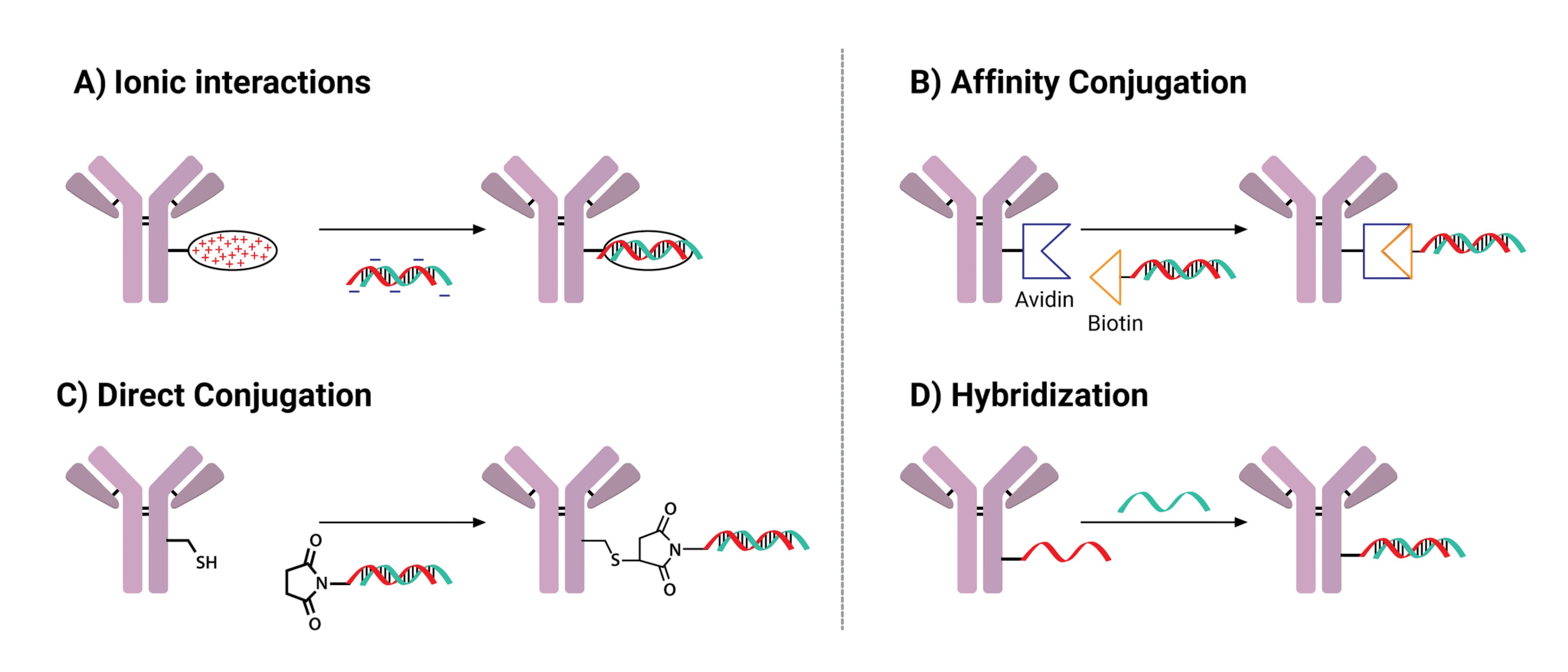 Examples of Antibody Oligonucleotide Conjugates