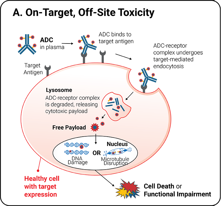 NJ Bio, Inc. — Recent Advances in ADCs